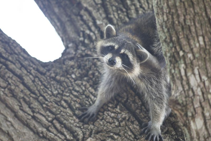 Attic Racoon Removal detail