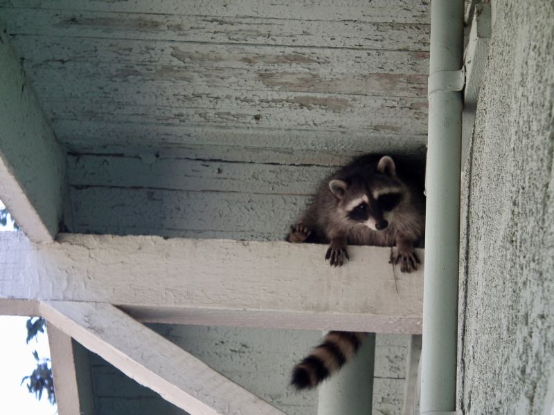 Attic Racoon Removal detail