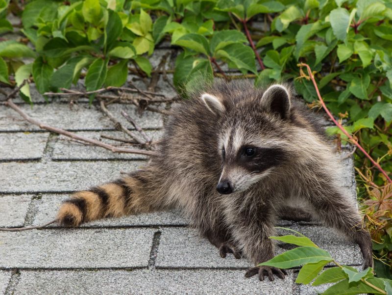 Attic Racoon Removal
