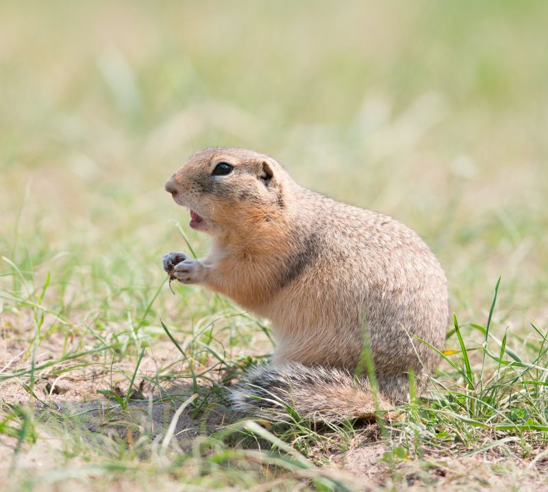 Gopher Extermination Service