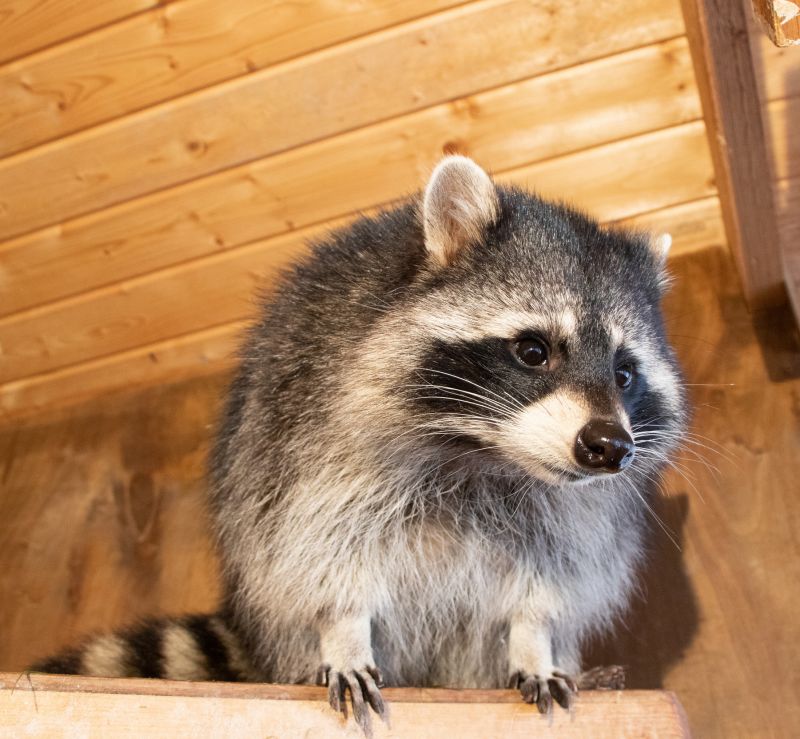 Preventing Raccoon Damage To Roofs, Attics, And Siding