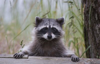 Seasonal Racoon Activity And When Removal Is Most Effective