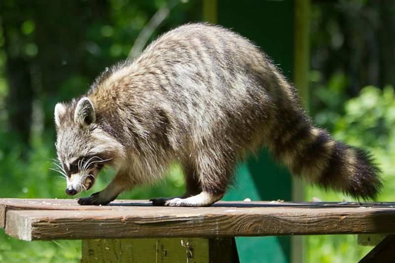 Why Professional Raccoon Removal Is Safer Than Diy Methods