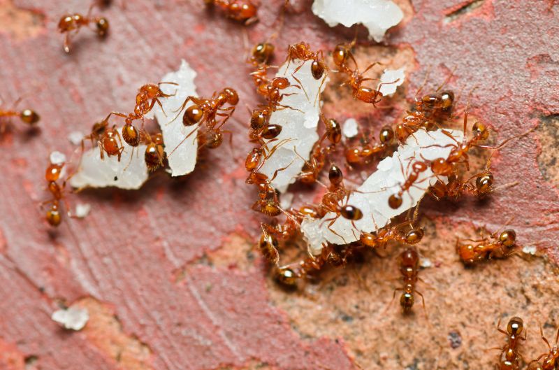 Red Ant Extermination in New Braunfels, TX