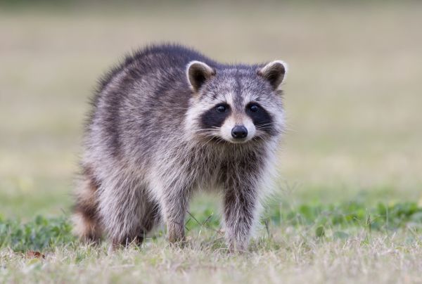 Raccoon Removal Service